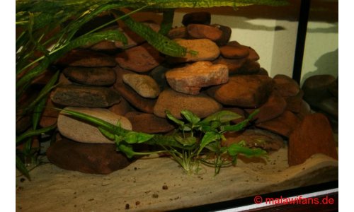 Malawi Artbecken 200l